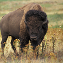 Bison bison bison
