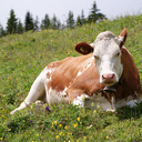 Bos taurus