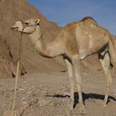 Camelus dromedarius