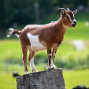 Capra hircus