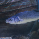 Dicentrarchus labrax