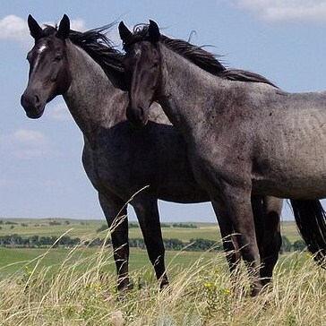 Equus caballus