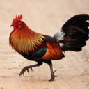 Gallus gallus