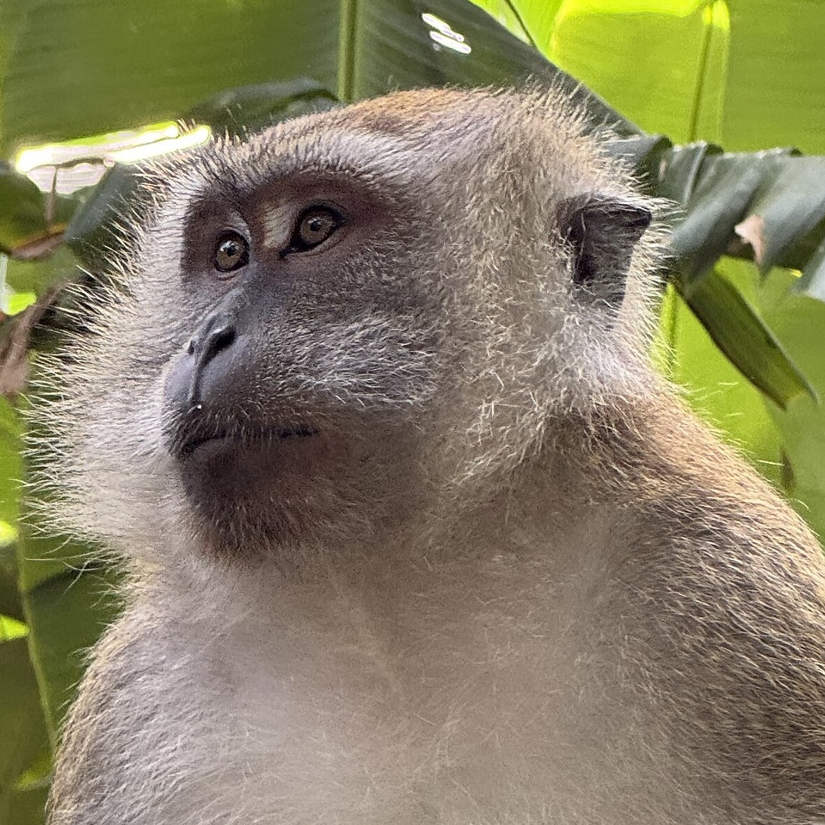 Macaca fascicularis