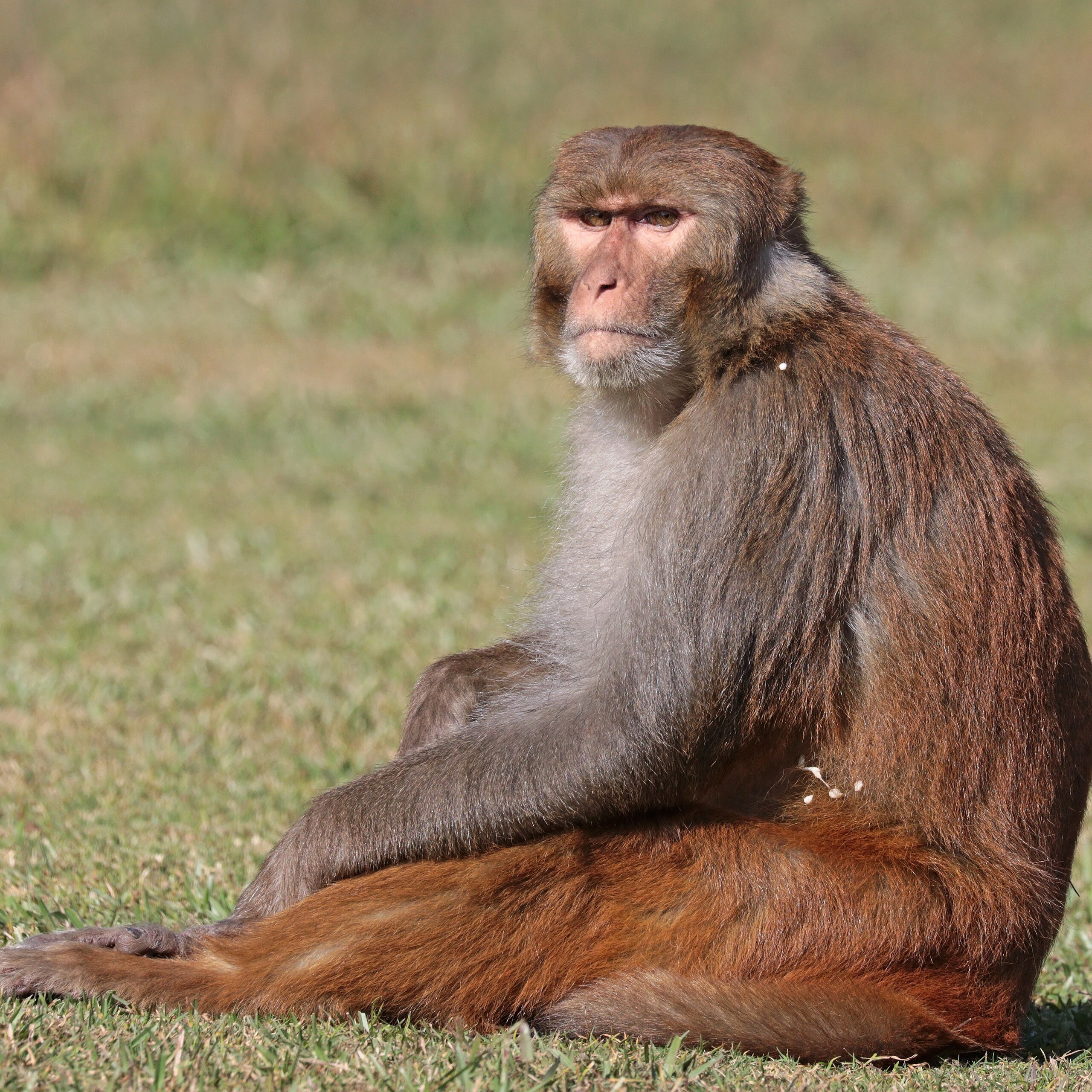 Macaca mulatta