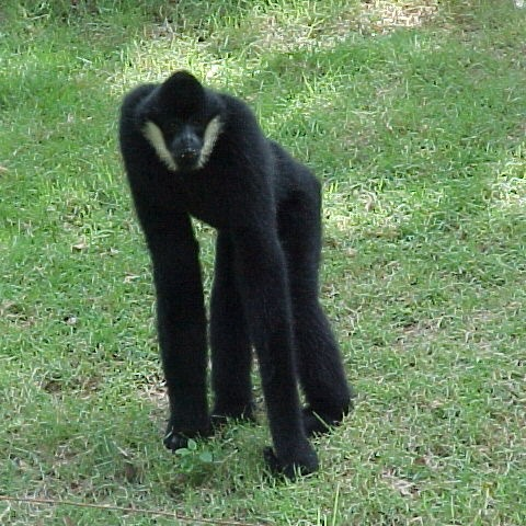 Nomascus leucogenys