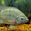 Oreochromis niloticus