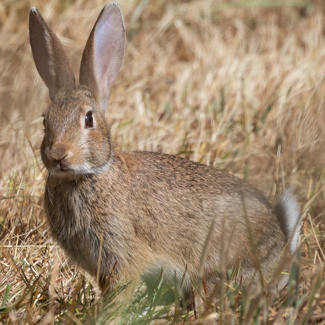 Oryctolagus cuniculus