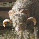 Ovis aries
