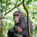 Pan troglodytes