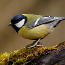 Parus major