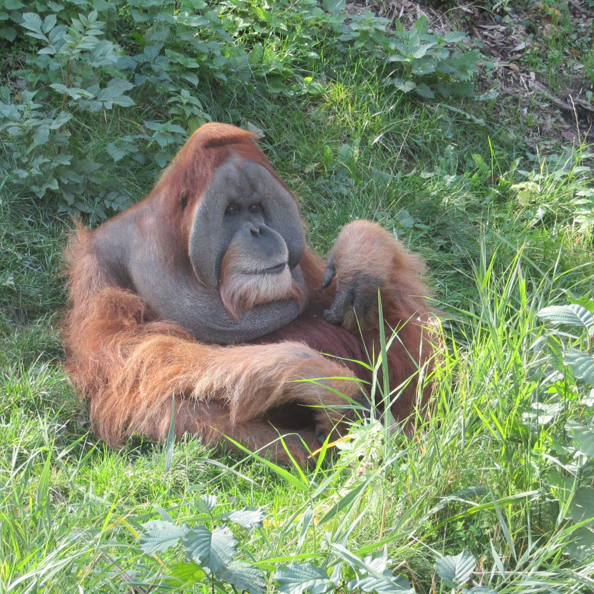 Pongo abelii