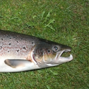 Salmo salar