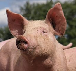 Sus scrofa